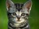 Avatar de younes-id