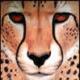 Avatar de kato75