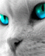 Avatar de Mr.pacman