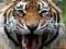 Avatar de Callisto