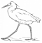 Avatar de Ibis